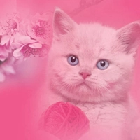 Sweet Kitty -  Cладкий Котенок